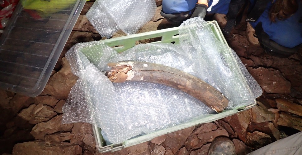 Mammoth tusk